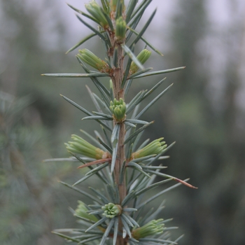 Cedrus deodara 'Sterling Frost™' Grester