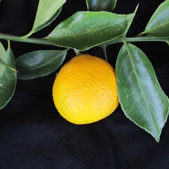 Citrus 'Lemon Frost™'
