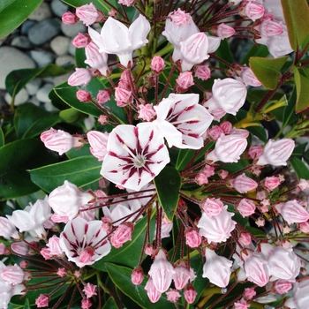 Kalmia latifolia 'Peppermint' 