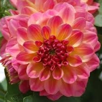 Dahlia 