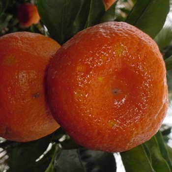 Citrus reticulata Citrus Frost™ 'Arctic Frost™'