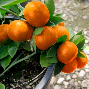 Citrus reticulata 'Bumper™'