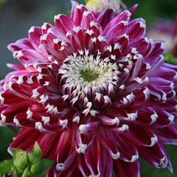 Dahlia 'Vancouver' 