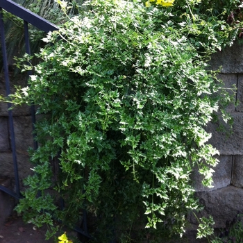 Clematis petriei x marmoraria 'Perfection'