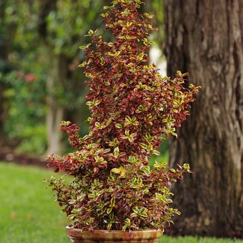 Coprosma repens 'Inferno'