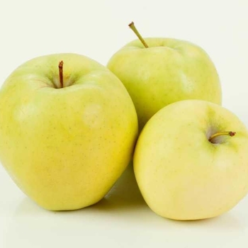 Malus domestica 'Ginger Gold' 