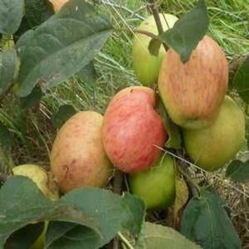 Malus domestica 'Major' 