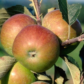 Malus domestica 'Harry Masters Jersey' 