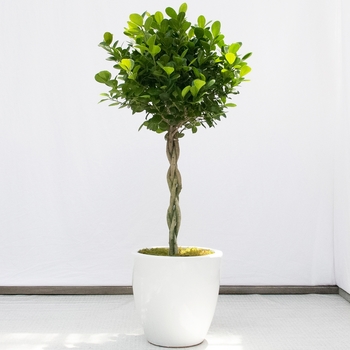 Ficus microcarpa 'Moclame' 