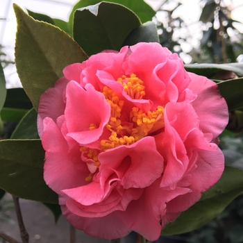 Camellia japonica 'Ack-Scent' 