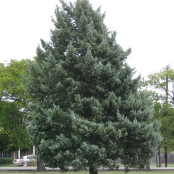 Cupressus arizonica 'Blue Steel™'