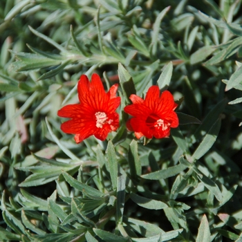 Epilobium californicum 'Sidewinder'