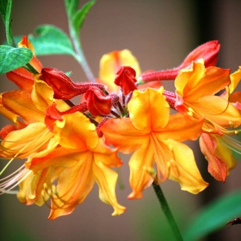 Rhododendron perclymenoides (nudiflorum)