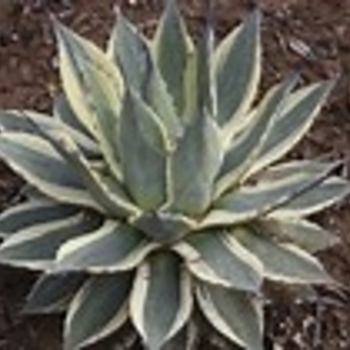 Agave 'Cream Spike' 