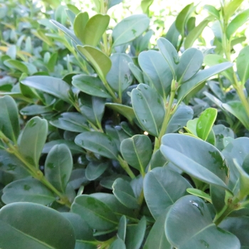 Buxus 'Shadow Sentry™'