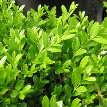 Buxus microphylla 'Green Borders™'