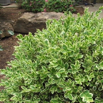 Buxus sempervirens 'Emerald Moon™' Variegata