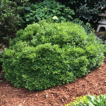 Buxus 'Emerald Knoll®'