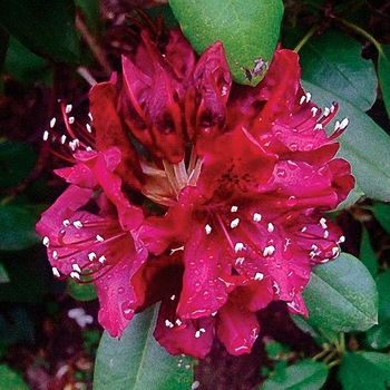 Rhododendron 'Dark Lord' 