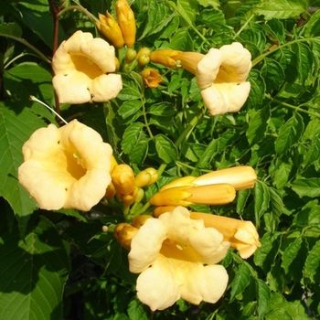 Campsis radicans 'Snazzy Brass™'