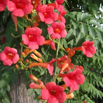 Campsis 'Madame Rosy®' HOMR PP18394