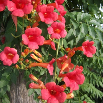 Campsis 'Madame Rosy®'