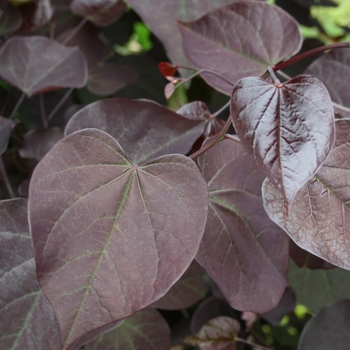 Cercis canadensis 'Burgundy Hearts®' GRESWAN PP19654