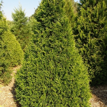 Thuja plicata 'Can Can' 