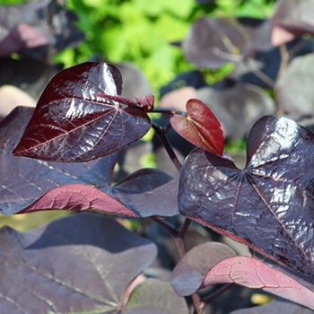 Cercis canadensis 'Black Pearl®' PP28627