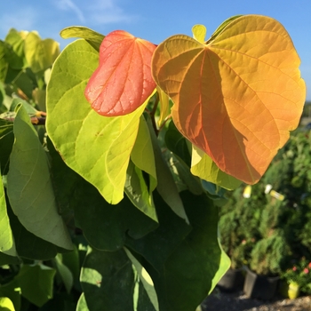 Cercis canadensis 'The Rising Sun™' JN2 PP21451