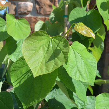 Cercis canadensis 'Summer's Tower™'