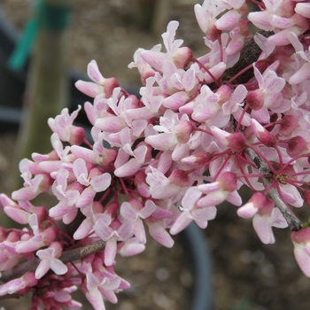 Cercis canadensis 'Cotton Candy™' Sjo