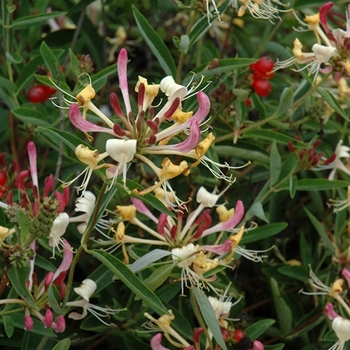 Lonicera periclymenum 'Sweet Tea' INOV 71 PP21874