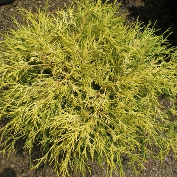 Chamaecyparis pisifera filifera 'Gold Thread' 