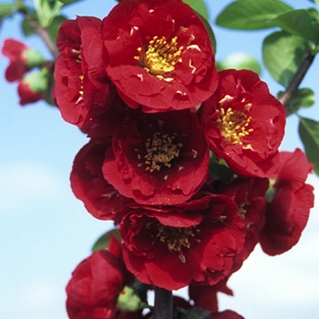 Chaenomeles speciosa 'Red Premier™'