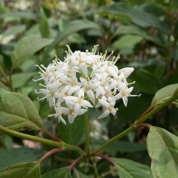 Cornus alba 'Winter Canary™'