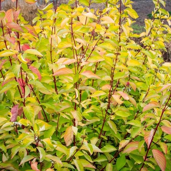 Cornus alba 'Prairie Fire' 