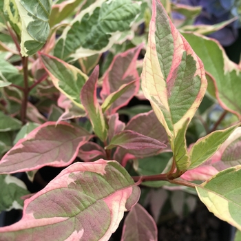 Cornus alba 'Touch of Elegance™' 