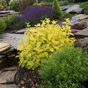 Cornus hesseyii 'Garden Glow' 