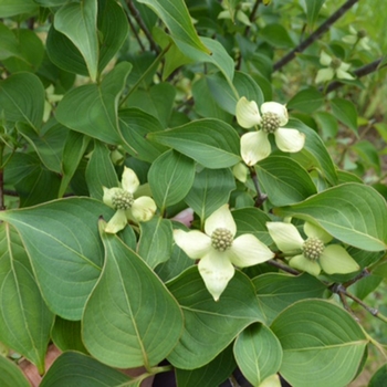 Cornus kousa chinensis 'Blue Ray™'