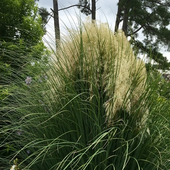 Cortaderia selloana 'Jet Streams™' Pumila