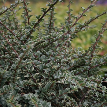 Cotoneaster horizontalis 'Variegatus' 