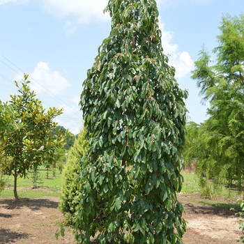 Diospyros virginiana 'Magic Fountain™'