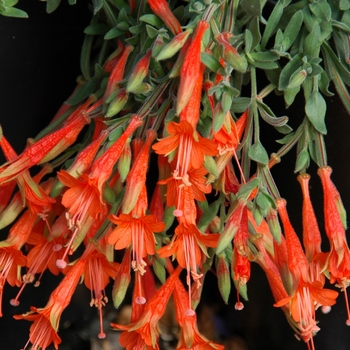 Epilobium californicum 'Diamondback'