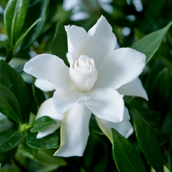 Gardenia jasminoides 'Celestial Star' PPAF