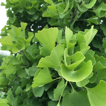 Ginkgo biloba 'Sky Tower™' JN9