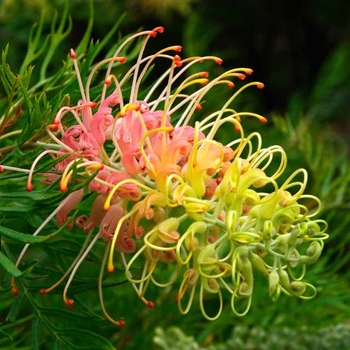 Grevillea 'Peaches and Cream'