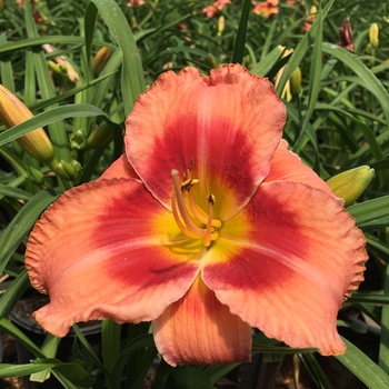 Hemerocallis 'Bahama Pink Sky™' SPd 06-01 PP23096