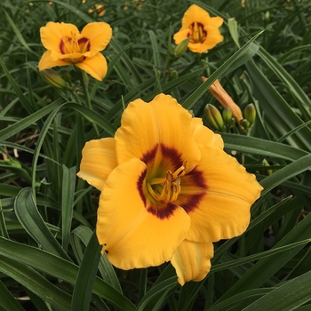 Hemerocallis Kokomo Daylily™ 'Kokomo Sunset™'