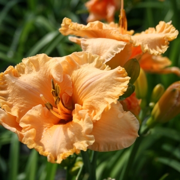 Hemerocallis 'Bahama Peach™' SPd 06-08 PP23402